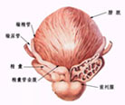 前列腺科